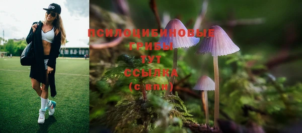 прущие грибы Абинск